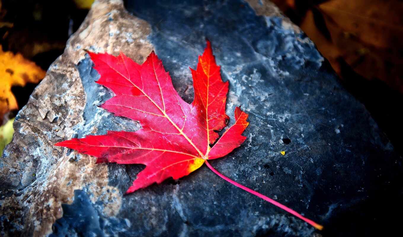 лист, осень, maple, red, funart