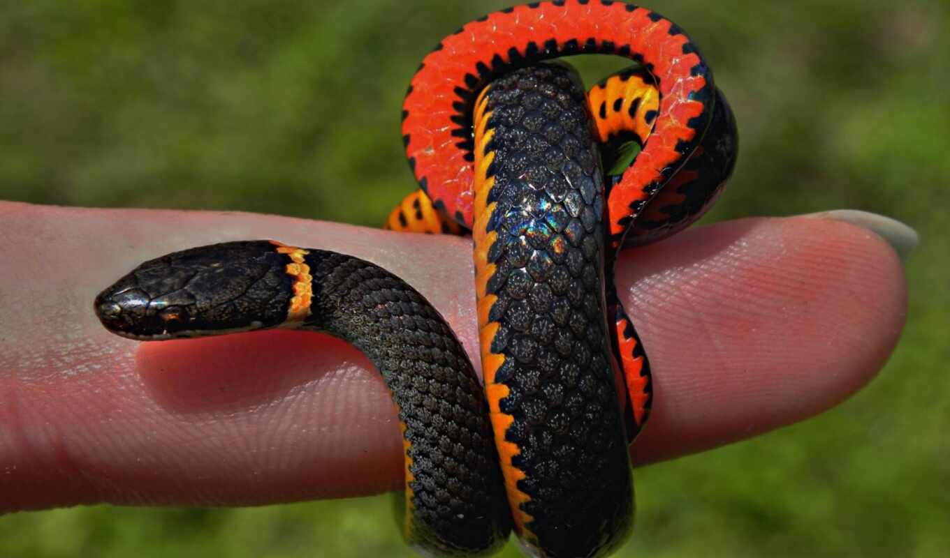 little, snake