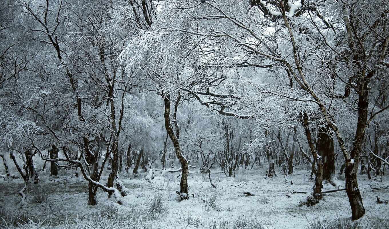 природа, красивые, winter, лес, trees, frozen