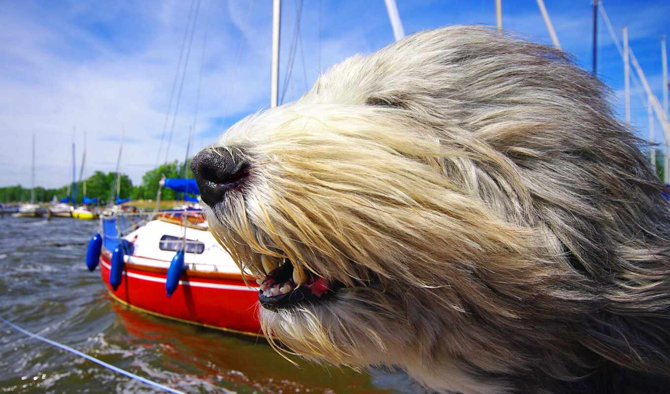 глаза, собака, ветер, animal, funny, борода, яхта, колли