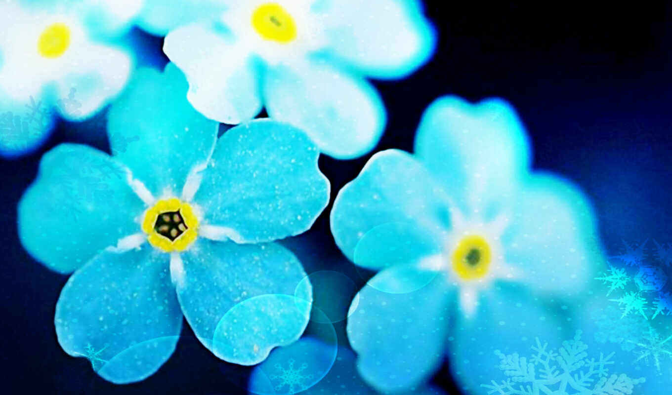 цветы, blue, растение, забыть