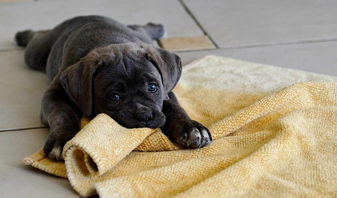 black, play, собака, щенок, animal, pet, cane