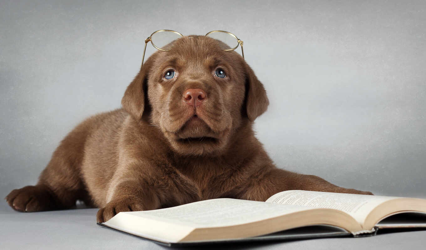книга, собака, очки, собаки, labrador, друг, retriever