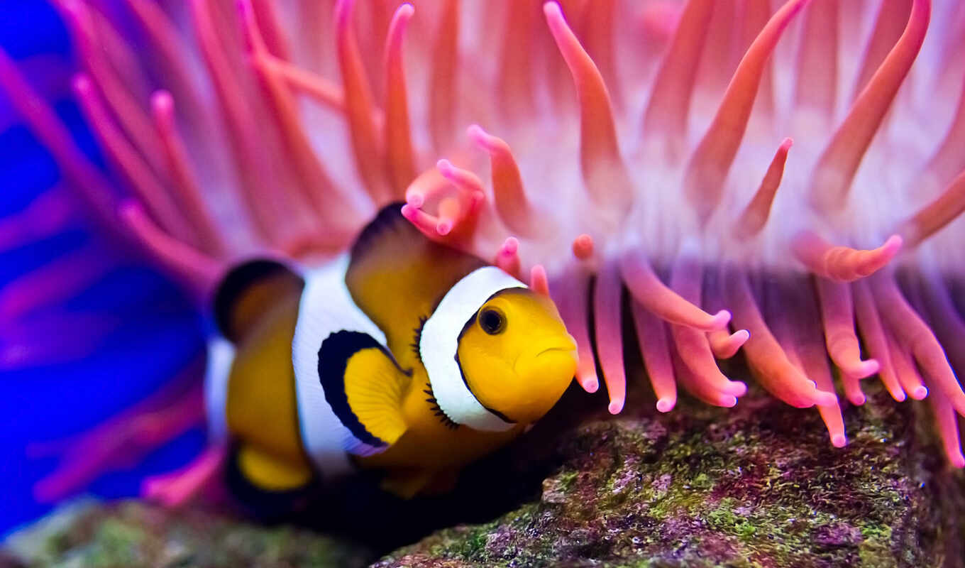 water, sea, fish, clown, diving, anemone