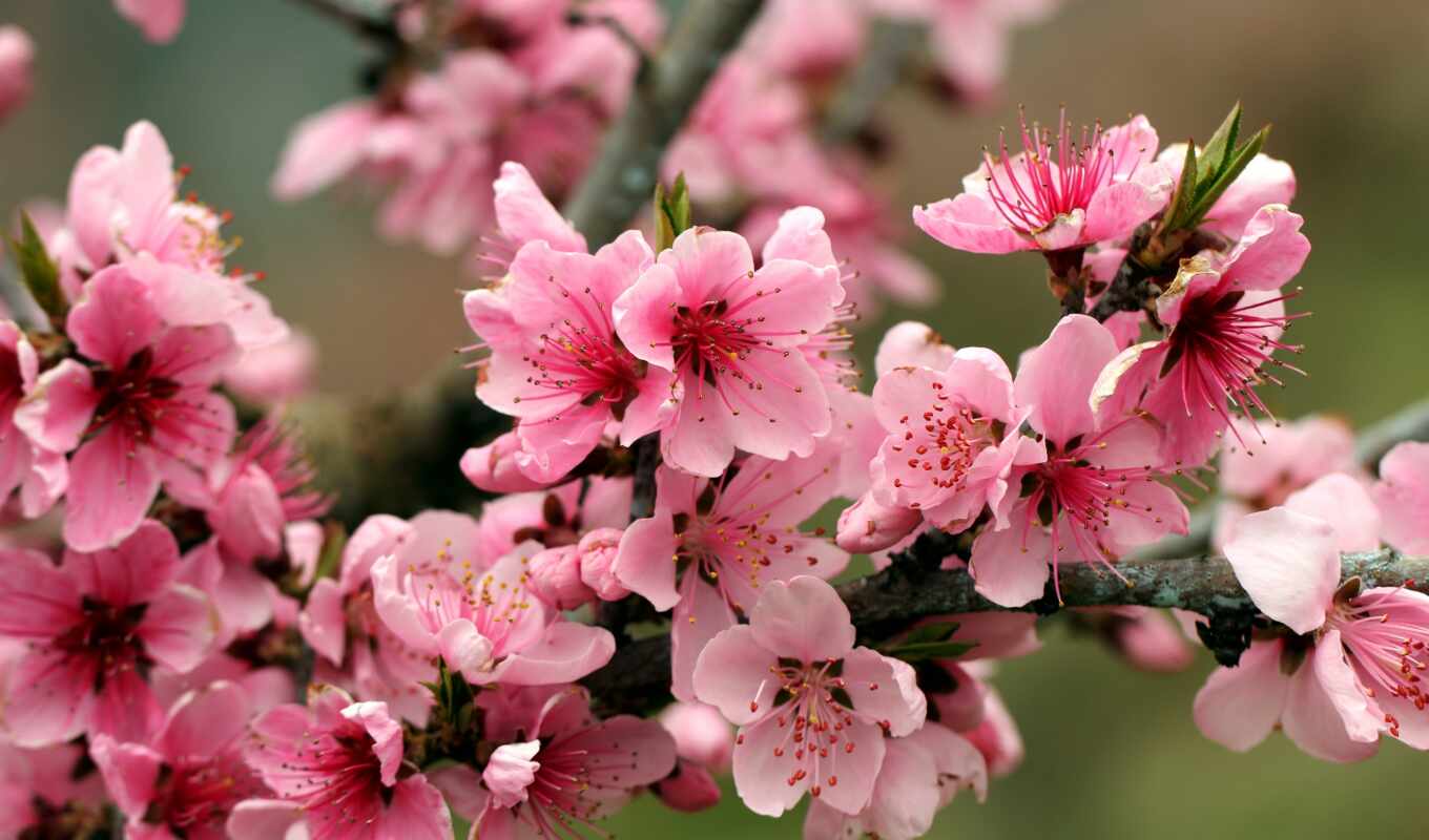 Sakura, cherry, blooming