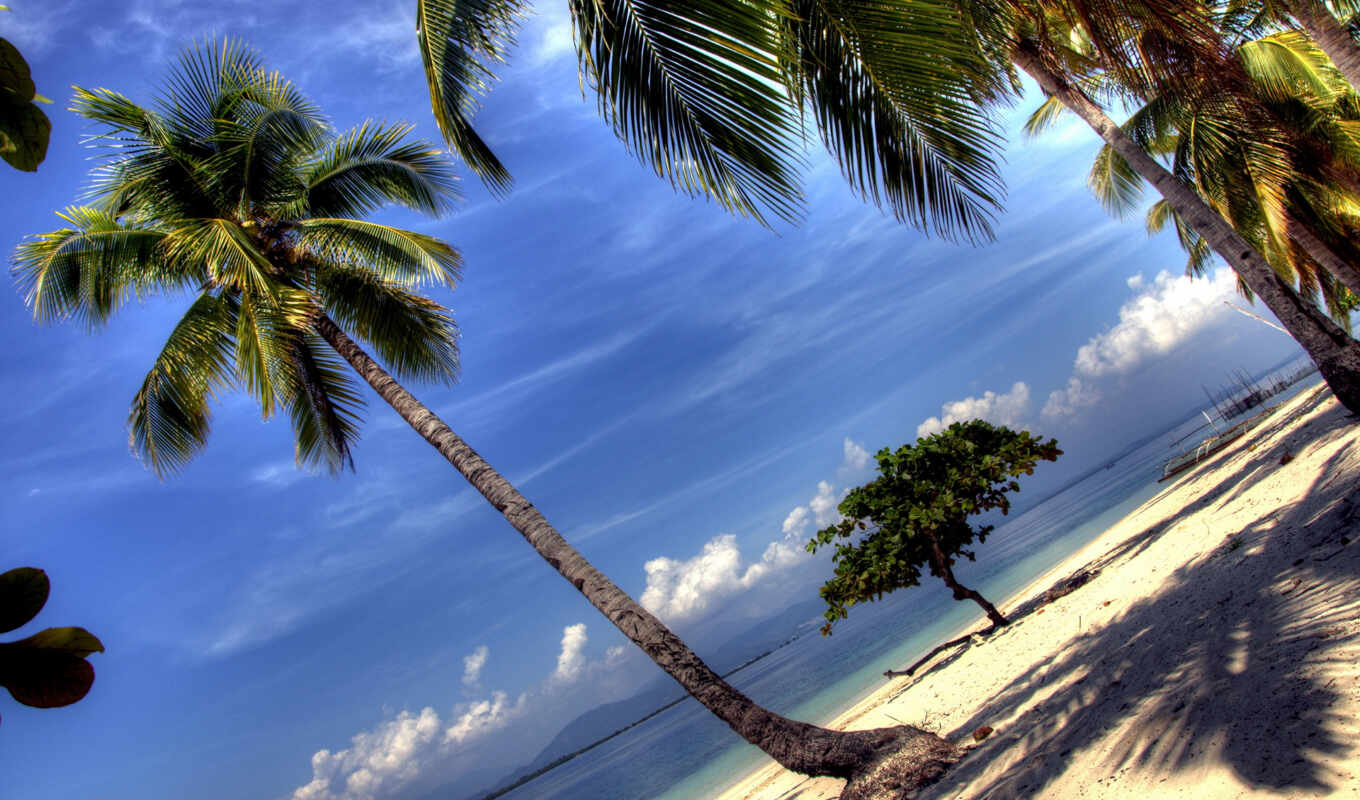 desktop, категория, free, resolution, дерево, пляж, palm