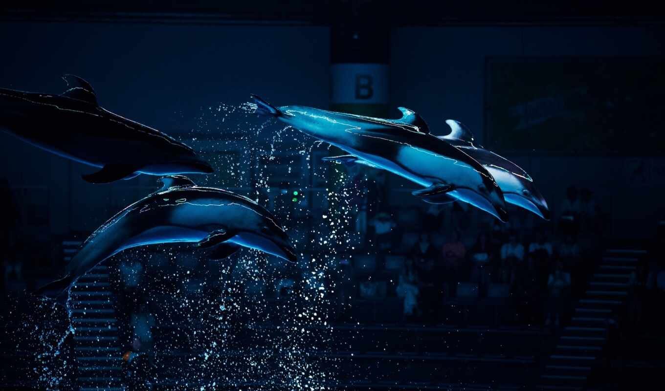 дельфин, видов, bottlenose