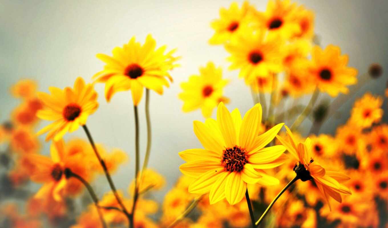 цветы, yellow, заставок