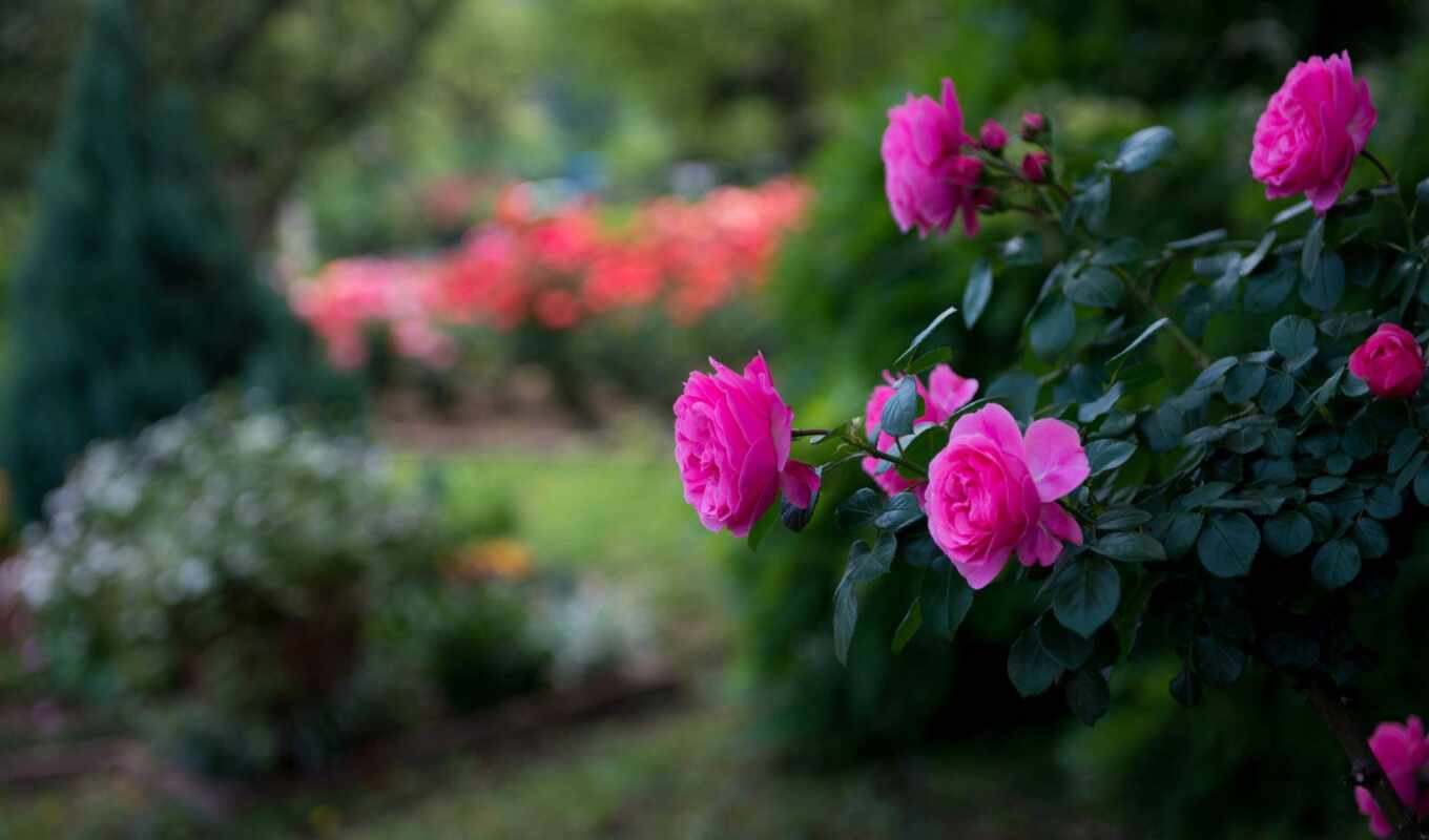 цветы, роза, розовый, bush, funart