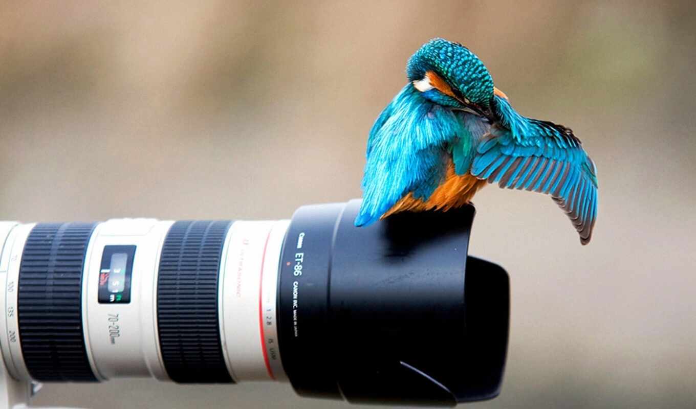photo camera, free, lens, bird, kingfisher, beautiful, animals