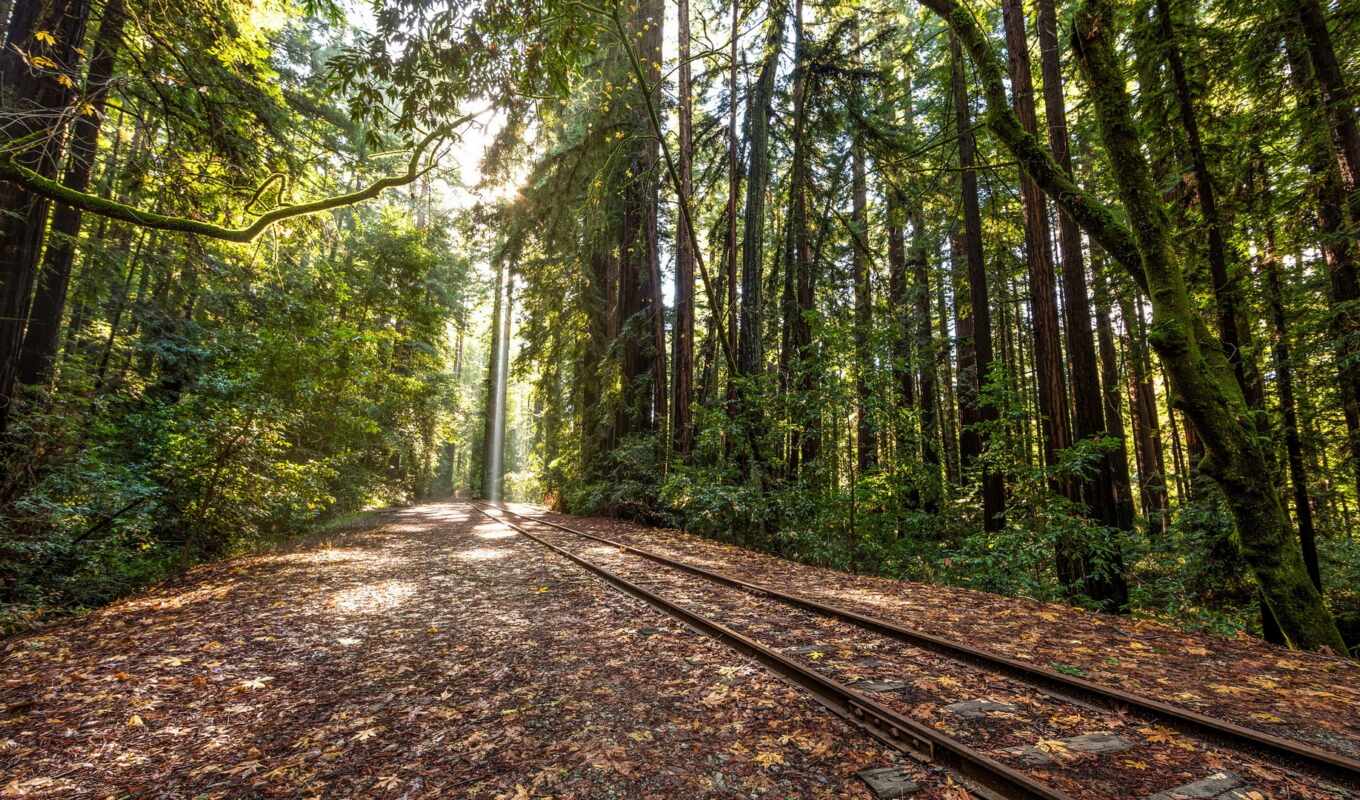природа, free, лес, поезд, landscape, world, trees, tracks, railroad