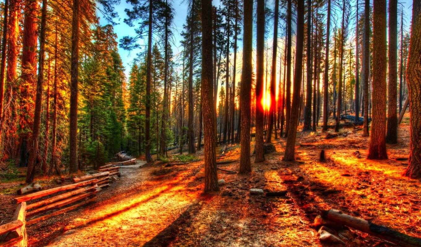 nature, large format, sunset, beautiful, forest, photos, forest, fabulous