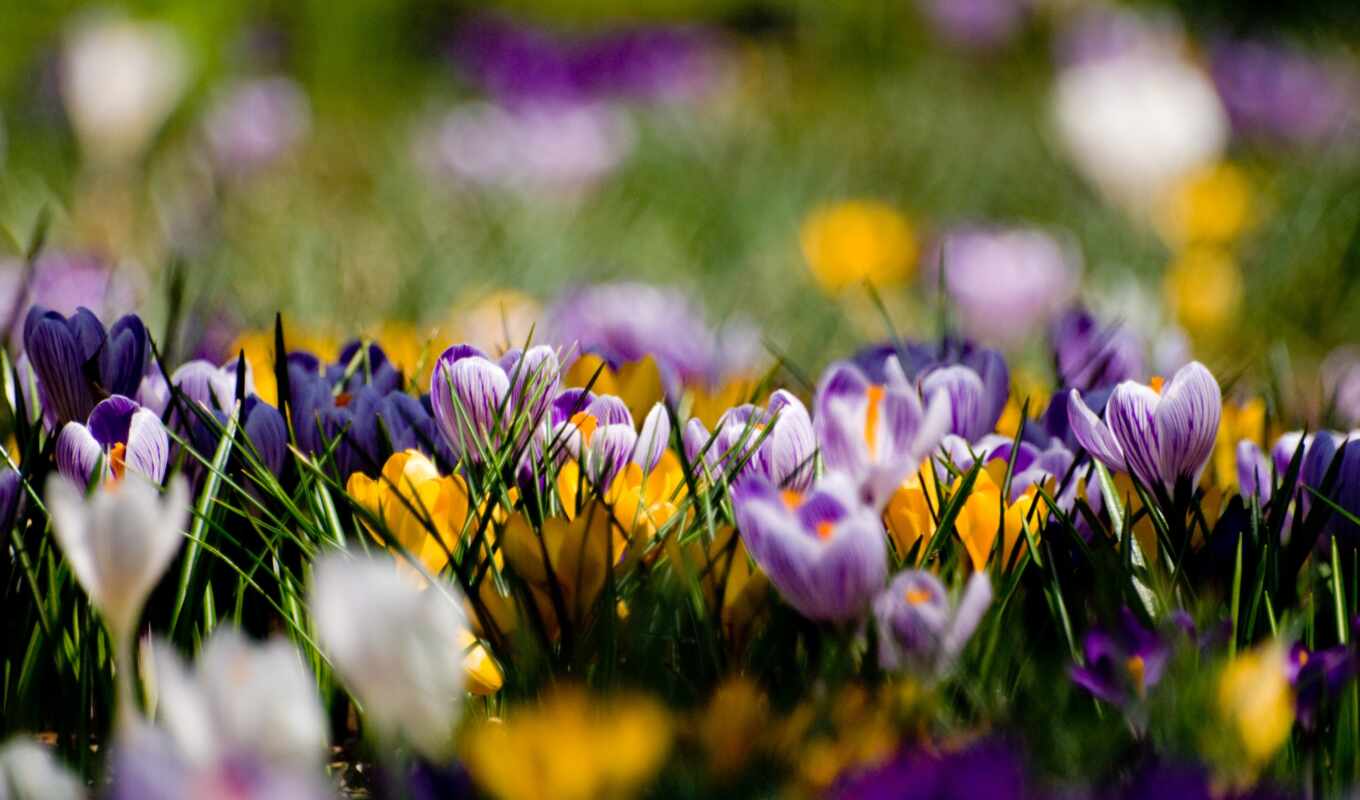spring, yellow, lawn, crocuses, cvety, purple