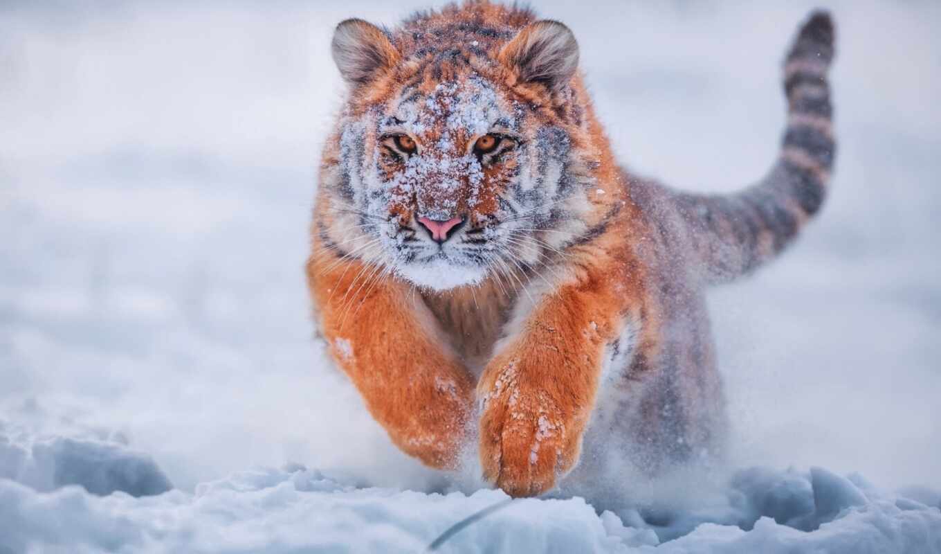 free, снег, кот, тигр, wild, permission
