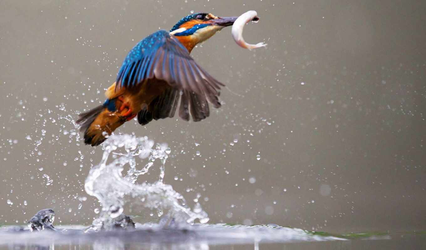 kingfisher, pure, swift