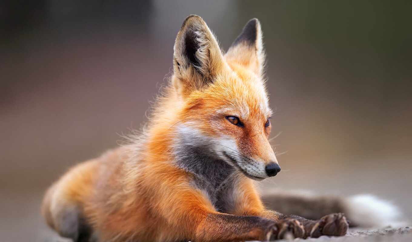 red, eyes, fox, line, sit, nut