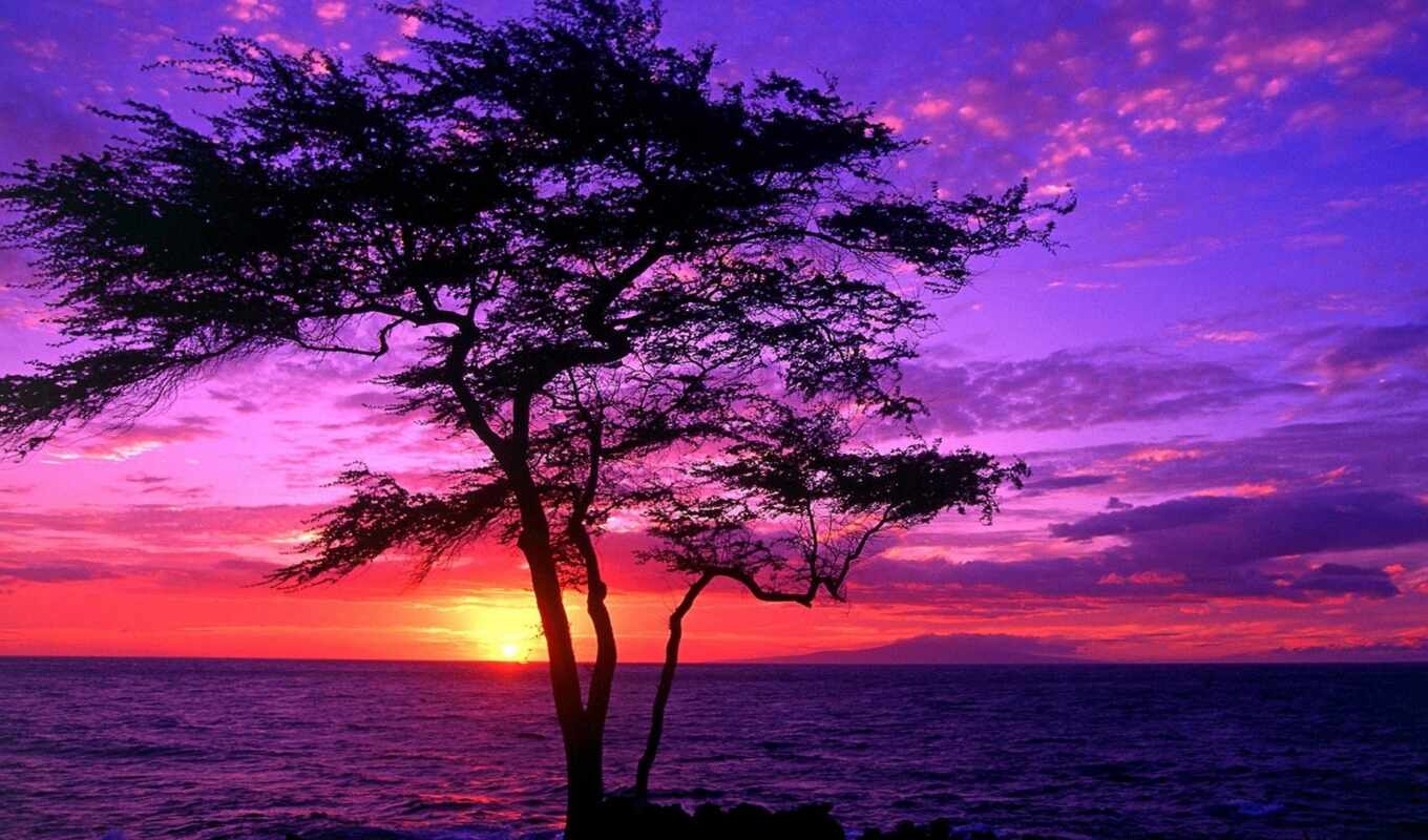 дерево, закат, hawaii