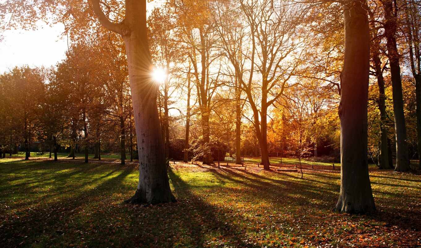 природа, sun, свет, дерево, pic, осень, ubackground