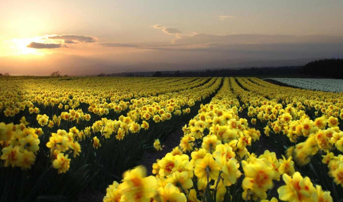 flowers, sunset, field, yellow, daffodil