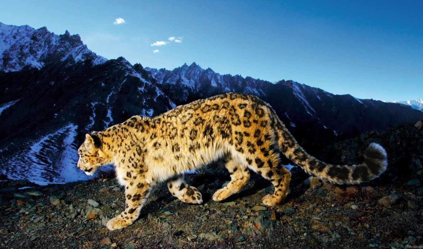 снег, гора, кот, леопард, animal