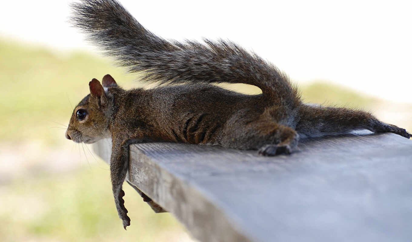 funny, squirrel, photo, wallpaper, animals, style,