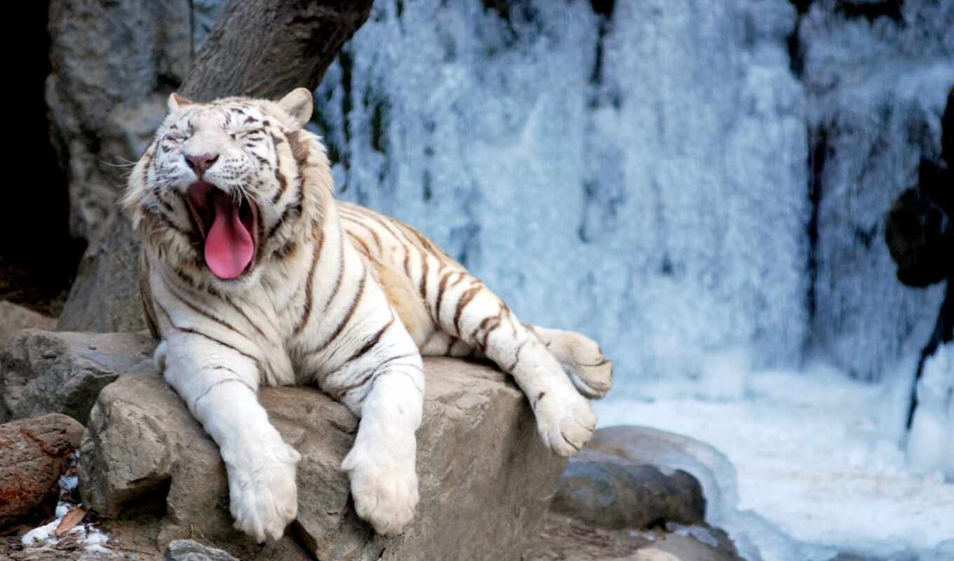 white, image, save, rock, picture, animals, tiger, animal, tigers, children, siberian, zing