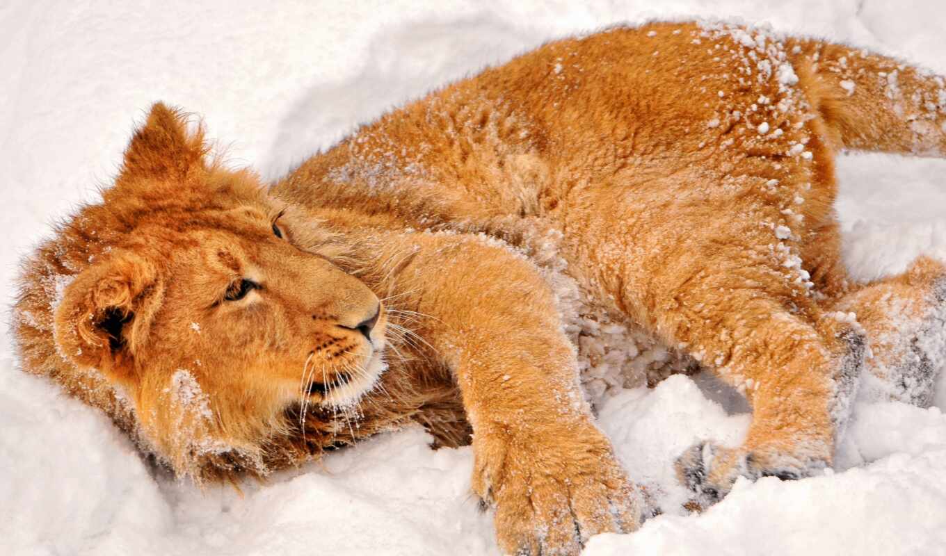 lion, snow, young, zhivotnye