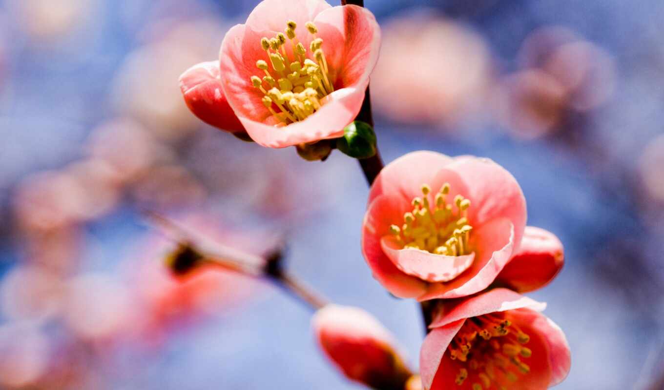 flowers, pink, branch, spring, cvety, magnificent, apricot