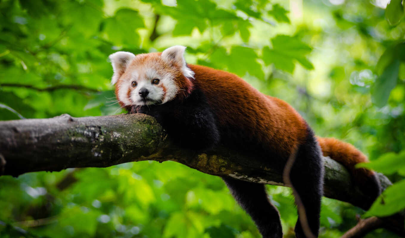 photo, red, tree, animals, cute, panda, bear, branch, animal, a mammal, pxfuelpage