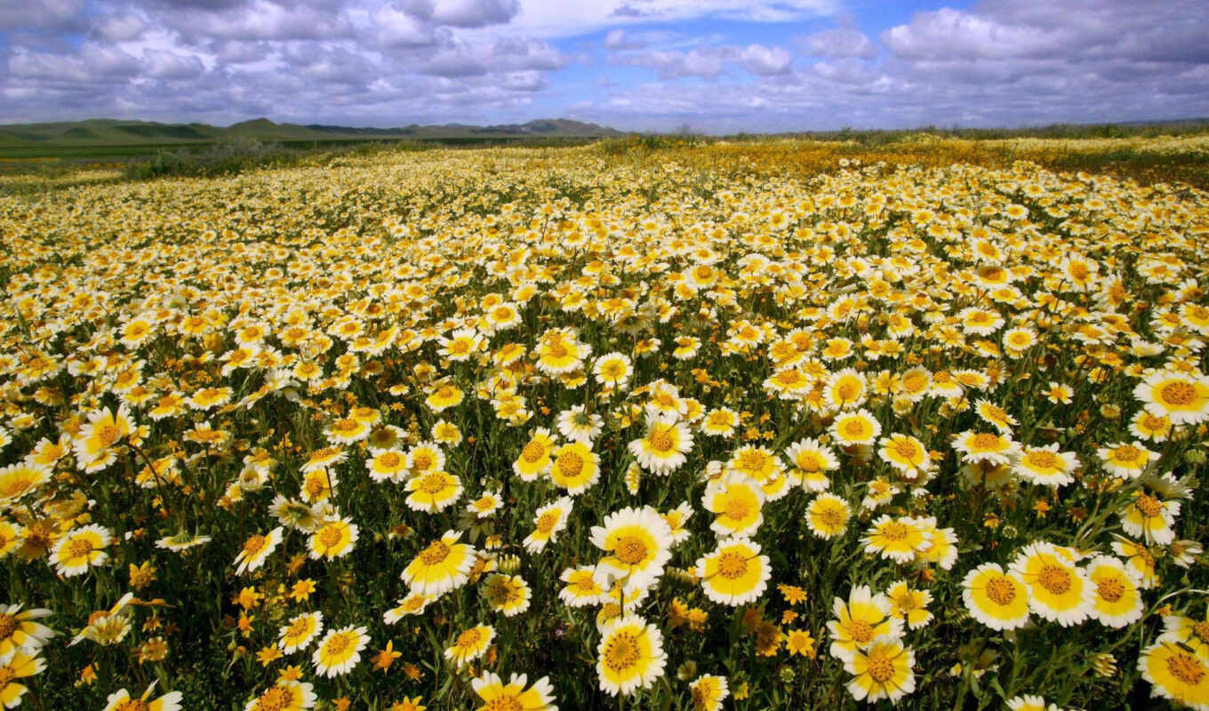flowers, field, california, yellow, national, monument, buttercup