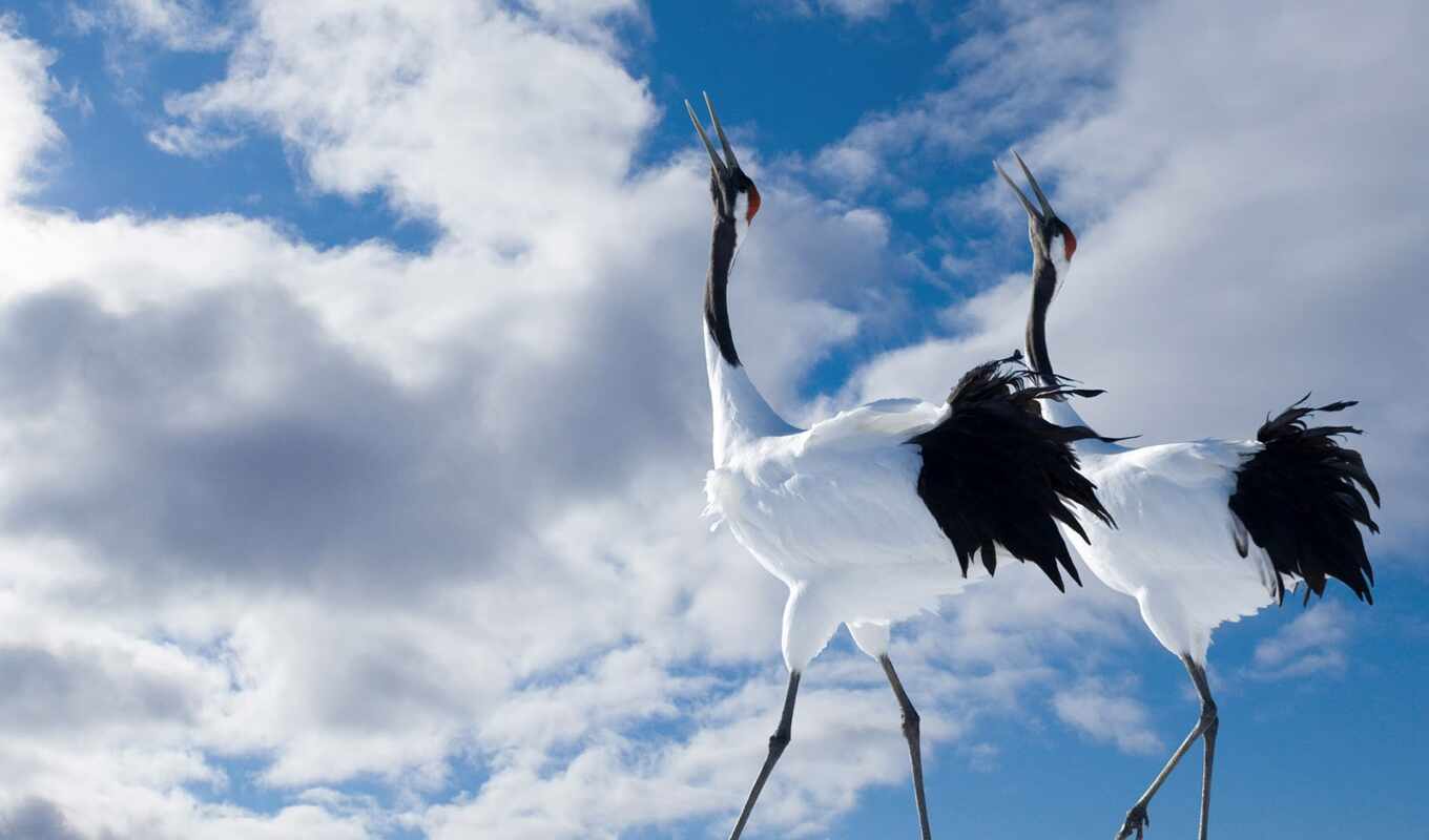 природа, небо, japanese, облако, птица, animal, crane