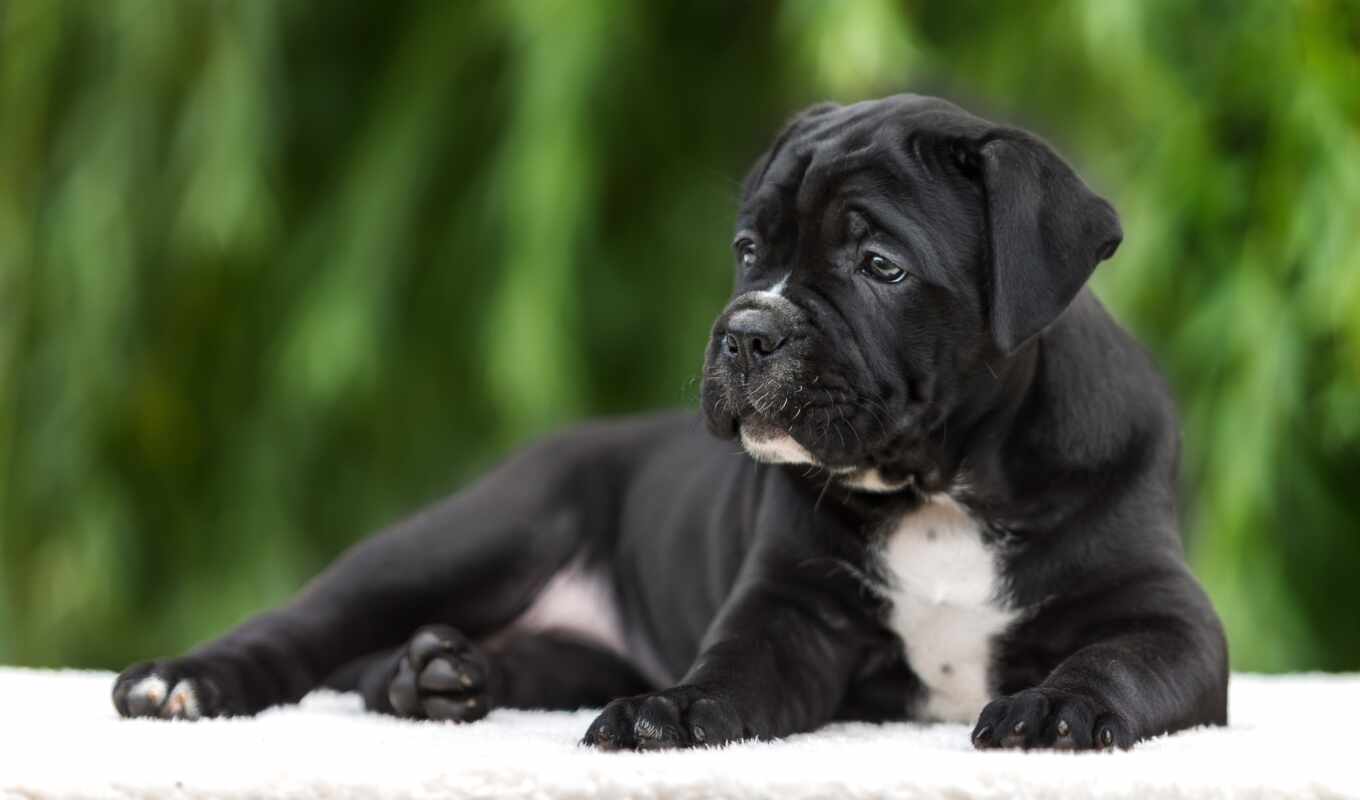 black, picture, pictures, dog, puppy, animals, dogs, cane, corso, reliable