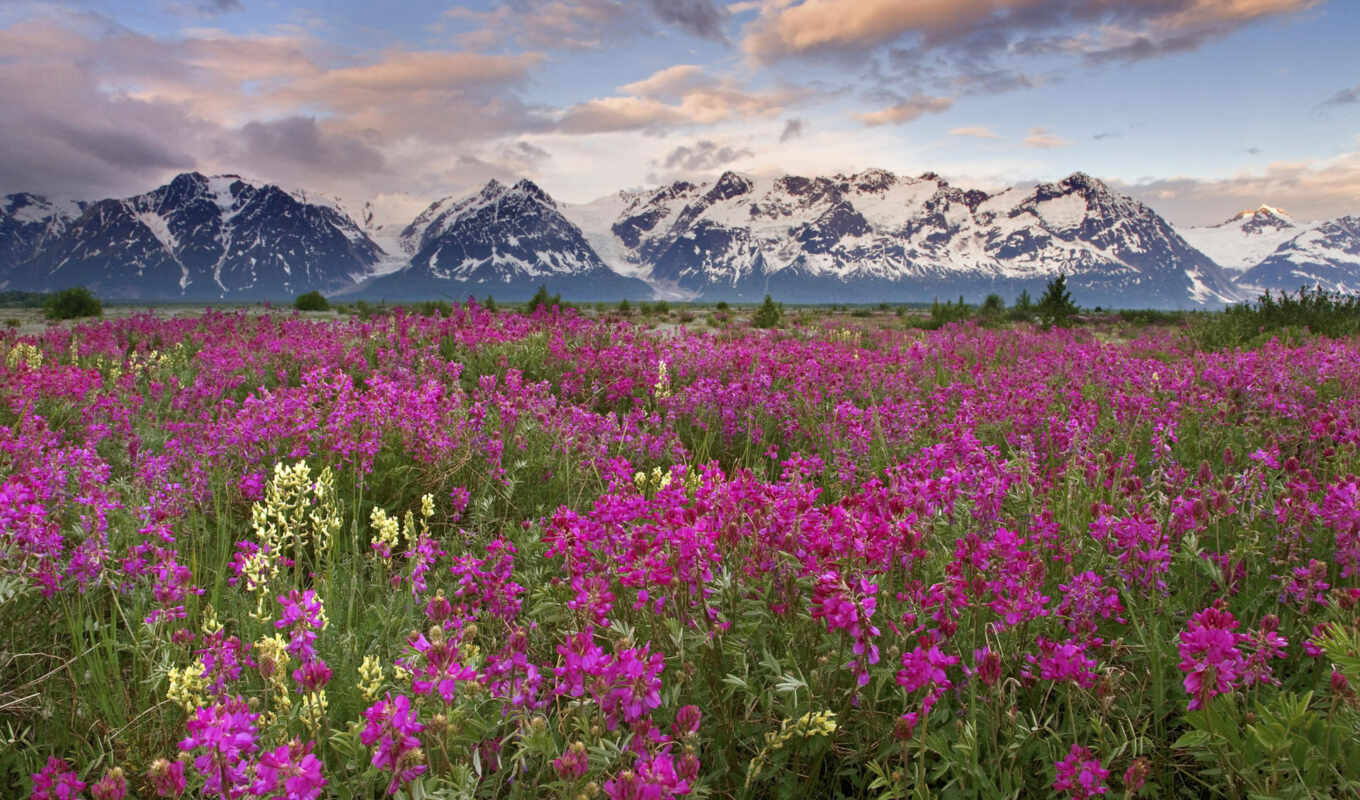 field, flowers, pink, cvety, cloud, mountains, colors