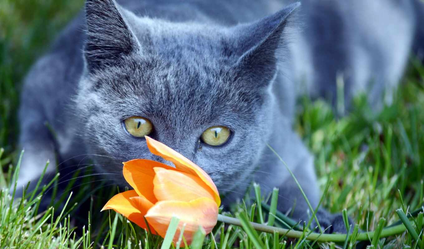 flowers, view, a laptop, grass, cat, muzzle, tulip, cvety, sideburns