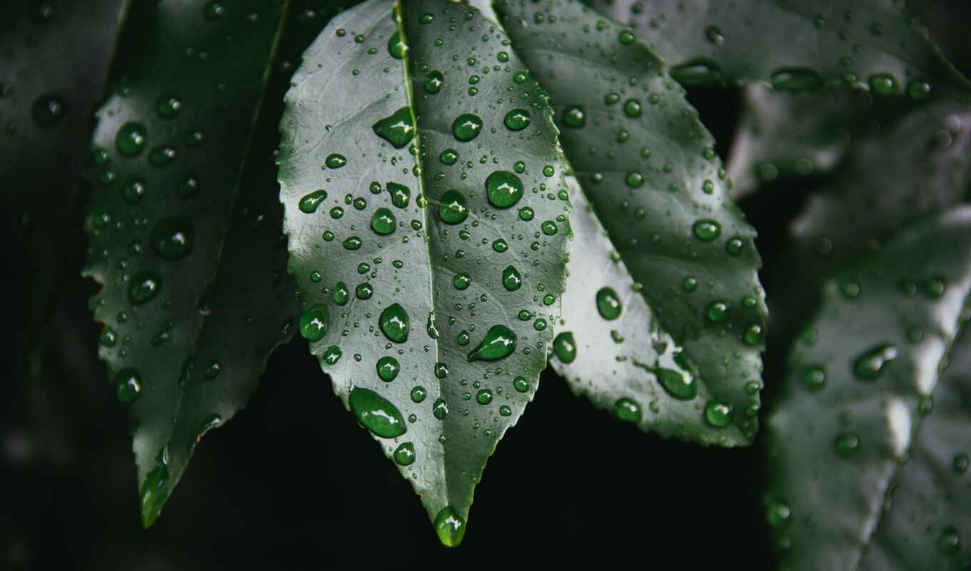природа, фото, лист, дождь, погода, зелёный, color, leaf, под