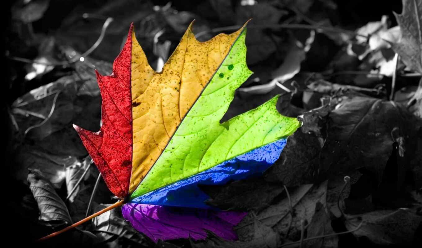 лист, maple, color, life