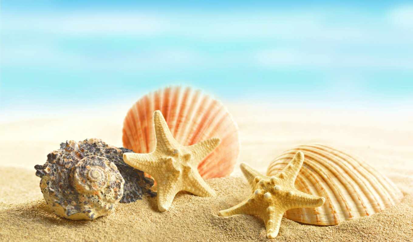 sand, marine, star, seashell
