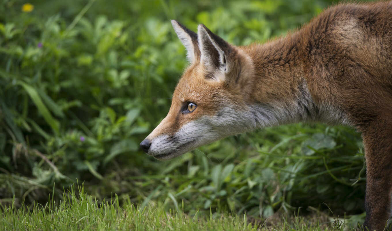 profile, grass, fox, muzzle