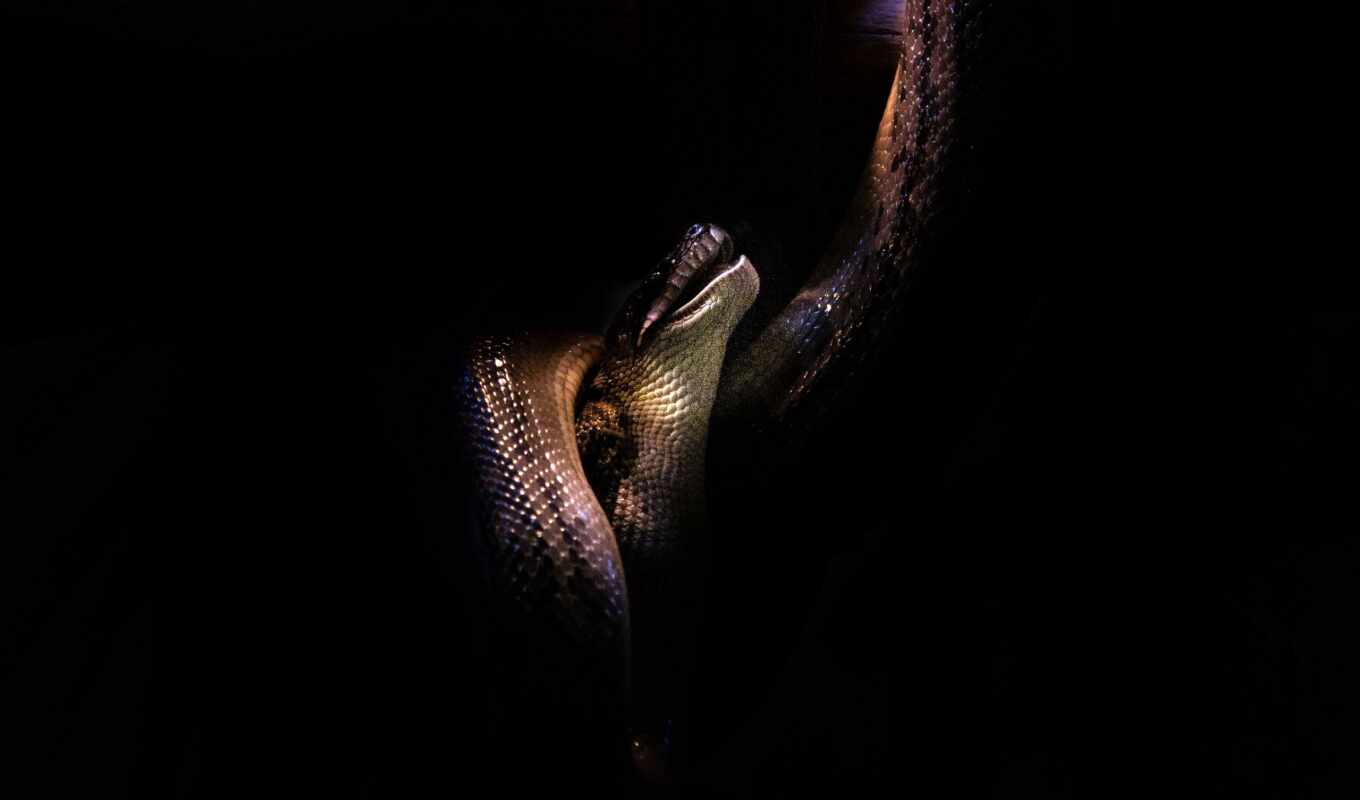 telephone, a laptop, ornament, pattern, tablet, dark, scale, snake, snakes, metal