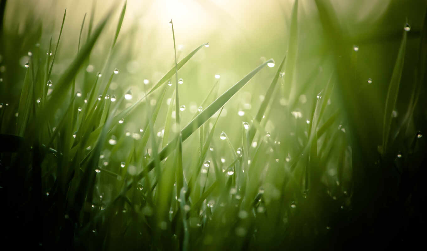 drop, grass, dew