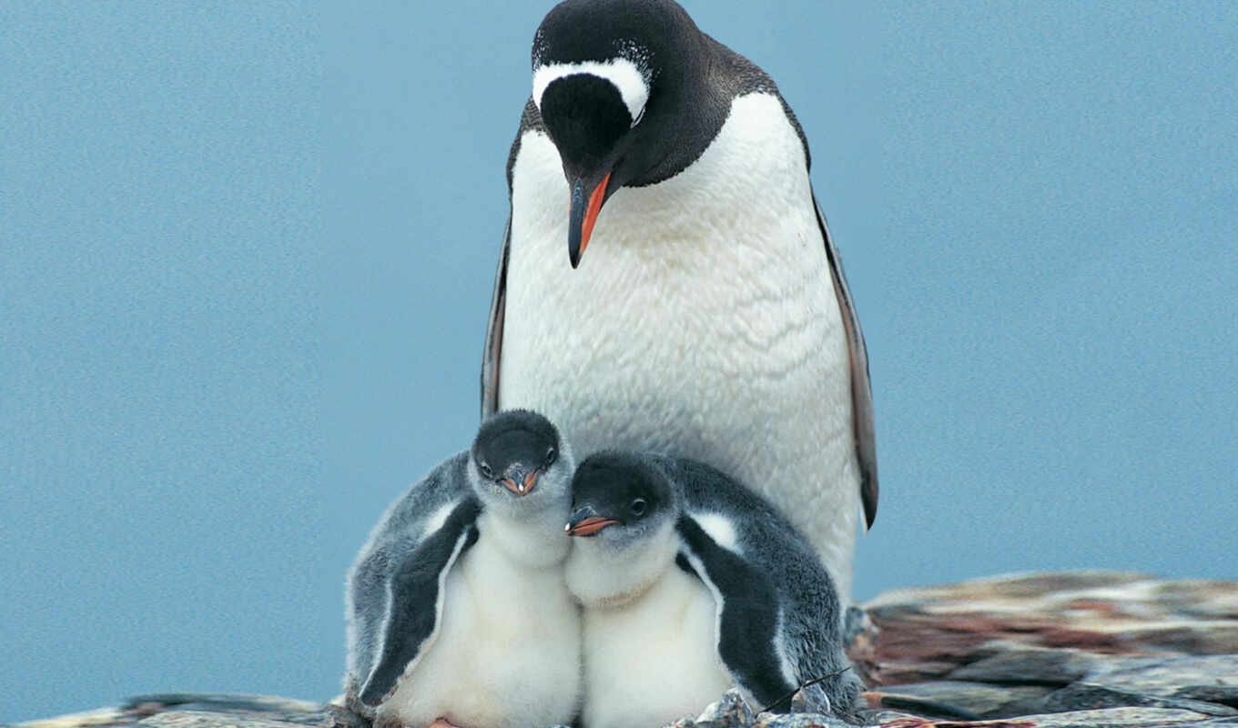 фото, птица, animal, пингвин, антарктида, gentoo, цыпочка, pygoscelis