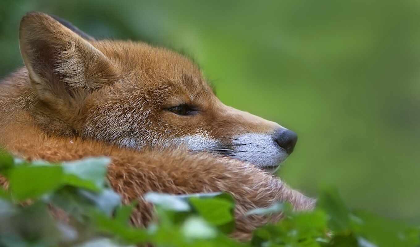 view, grass, winter, fox, muzzle, foxes