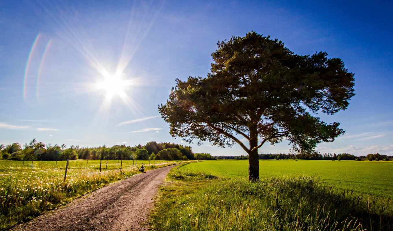 nature, sky, photo, full, high - quality, sun, tree, field, landscape, submitted