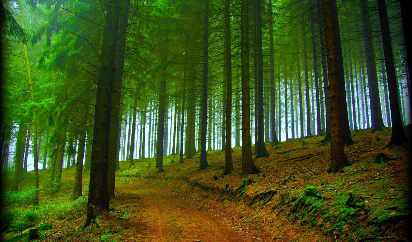 nature, desktop, free, picture, forest, autumn, footprints, Abkhazia, pie, abkhaziya
