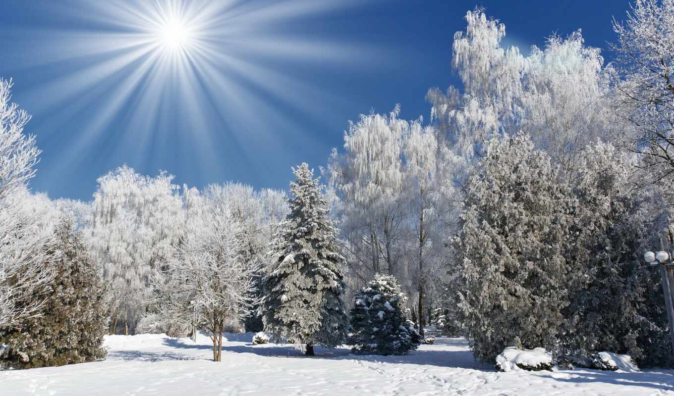 природа, sun, иней, снег, winter, лес, trees, rays