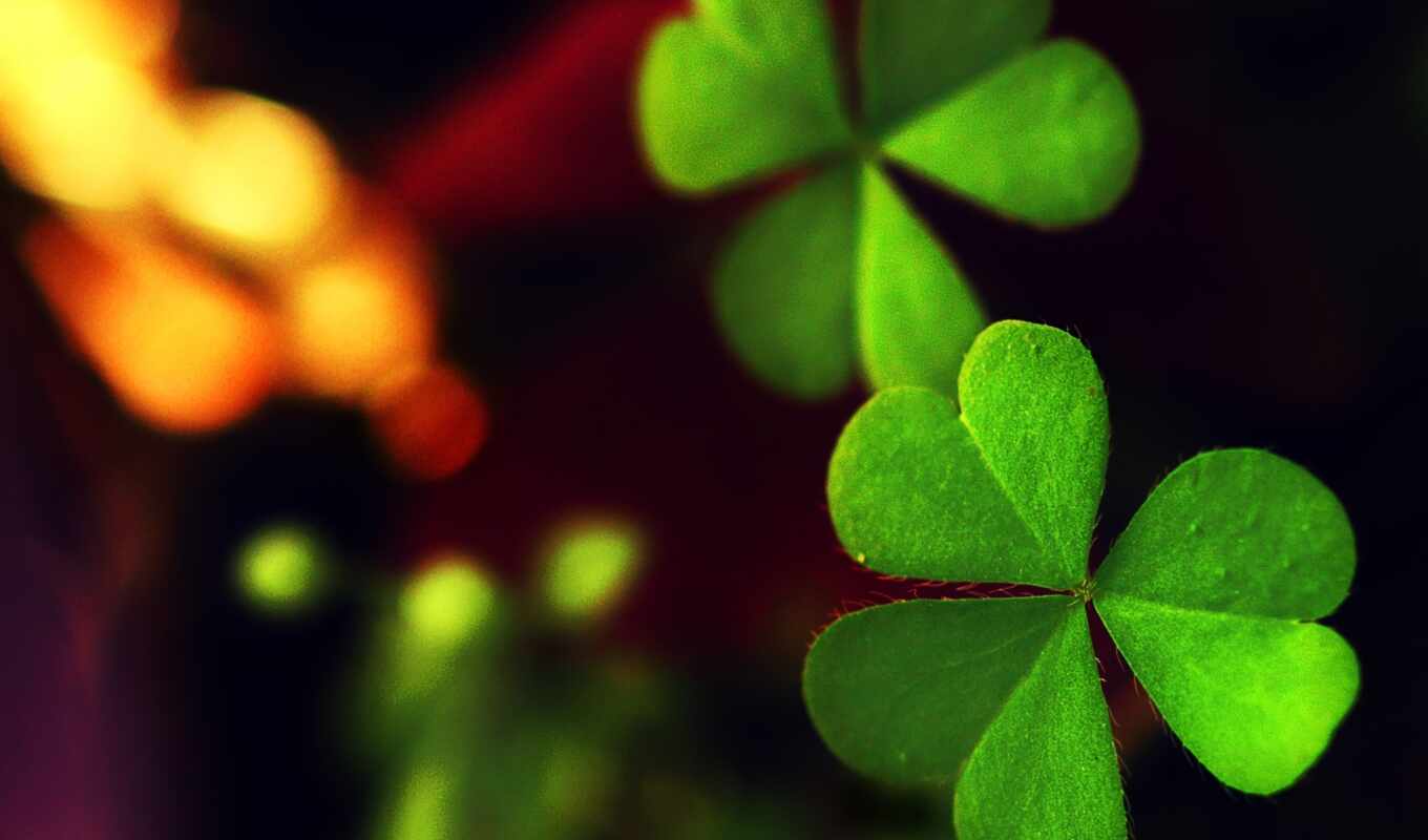 хороший, лист, макро, зелёный, трава, листва, clover, luck, удачи