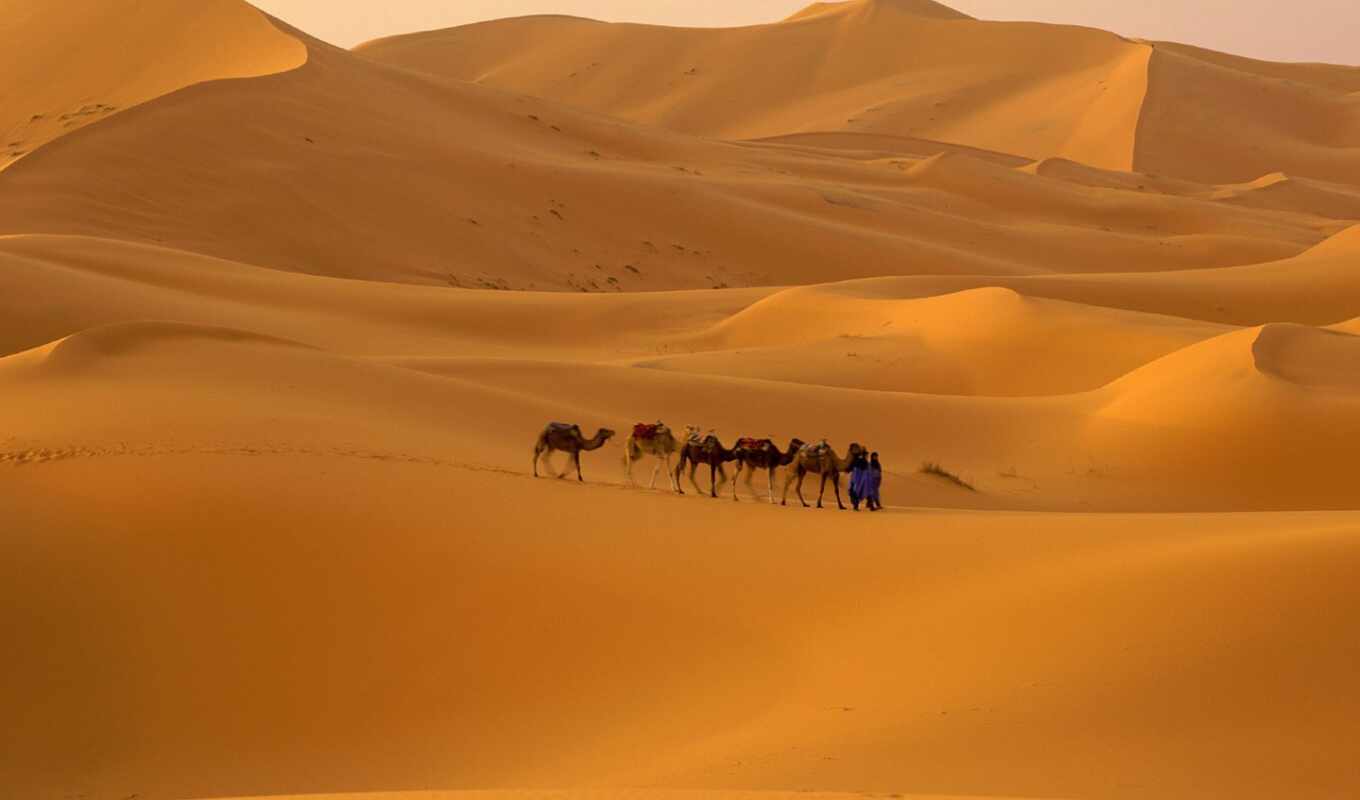 картинка, песок, caravan, пустыня, сахара, camel, рамы