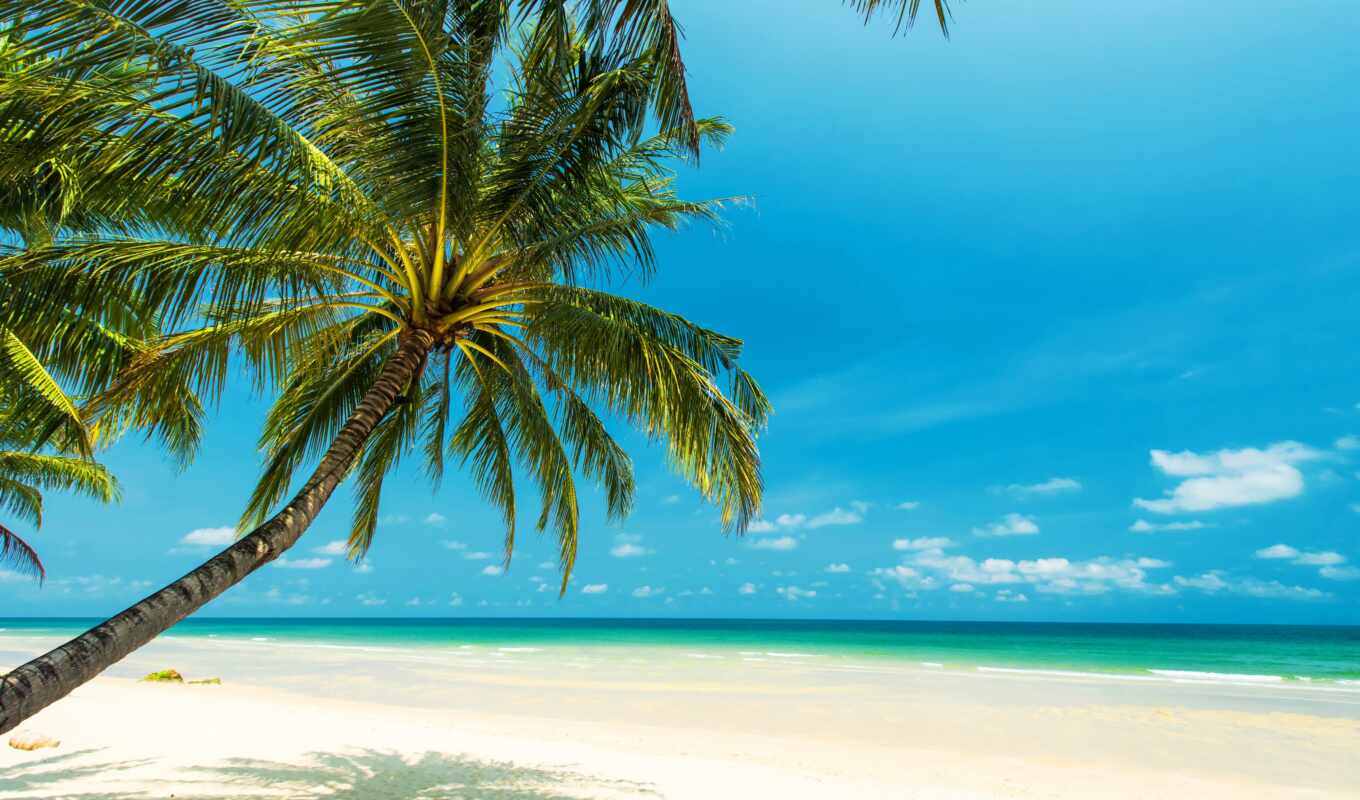пляж, море, ocean, palm, tropic