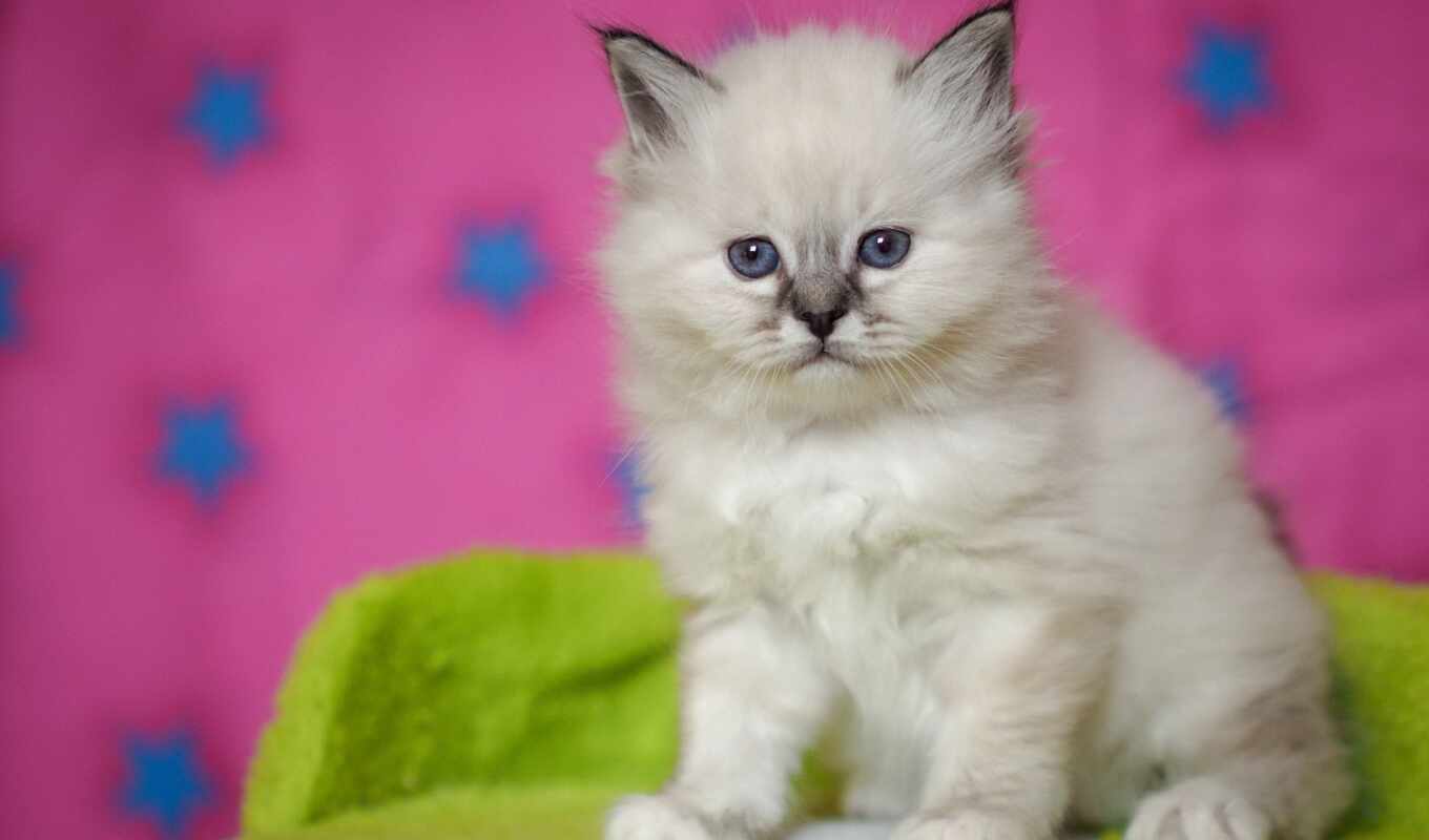 white, лоли, кот, cute, розовый, котенок, морда, baby, kitty, moderation
