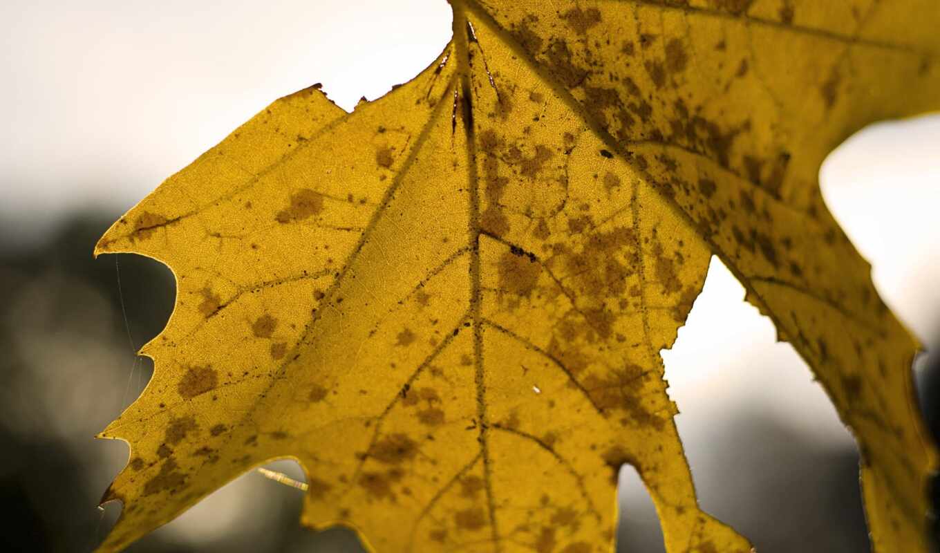 brown, maple, leaf, dry, leaves